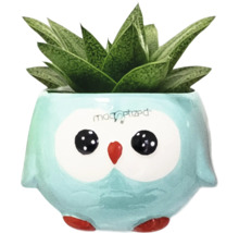 Succulent in een bloempot in de vorm van een uil