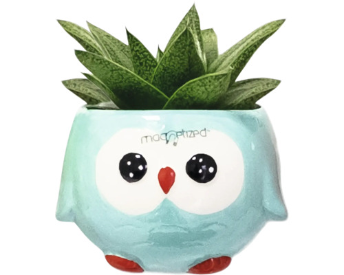 Succulent in een bloempot in de vorm van een uil