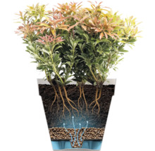 Doorsnede van een struik in een pot, die de wortels en het bewateringssysteem laat zien