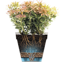 Illustratie van een Pieris japonica plant in een plantenbak met wortelsysteem en irrigatiesysteem