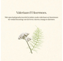 Illustratie van valeriaan en heermoes, kruiden ter ondersteuning van de lever, nieren, maag en darmen.