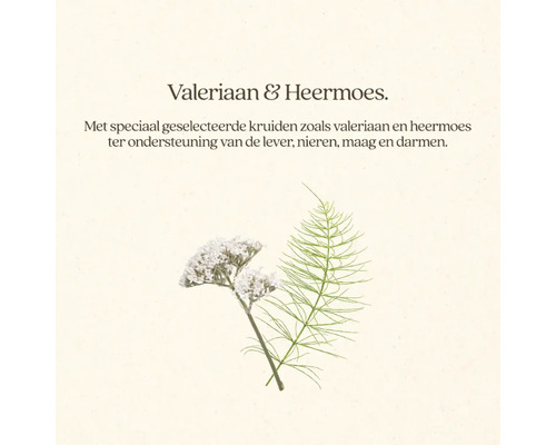 Afbeelding van valeriaan en heermoes, twee kruiden die de lever, nieren, maag en darmen ondersteunen.