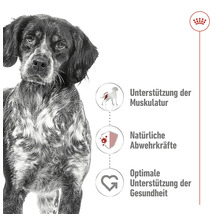 Hond en informatie over ondersteuning van de spieren, natuurlijke afweer en optimale gezondheidsbevordering