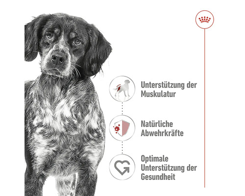 Hond en informatie over ondersteuning van de spieren, natuurlijke afweer en optimale gezondheidsbevordering