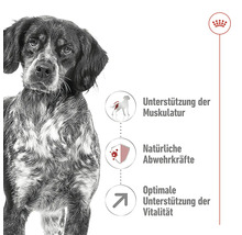 Hond en informatie over ondersteuning van de musculatuur, natuurlijke afweer en optimale ondersteuning van de vitaliteit