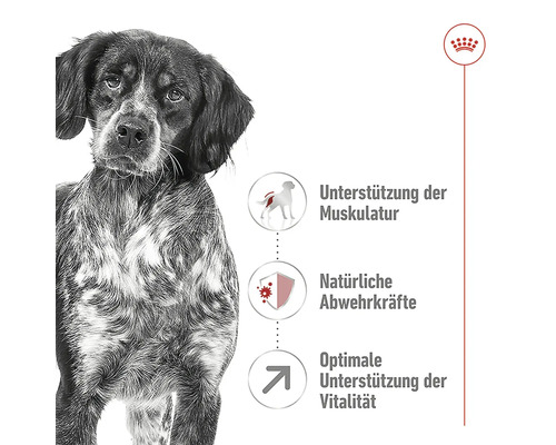 Hond en informatie over ondersteuning van de musculatuur, natuurlijke afweer en optimale ondersteuning van de vitaliteit