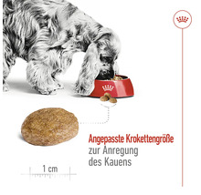 "Hond eet droogvoer uit een kom