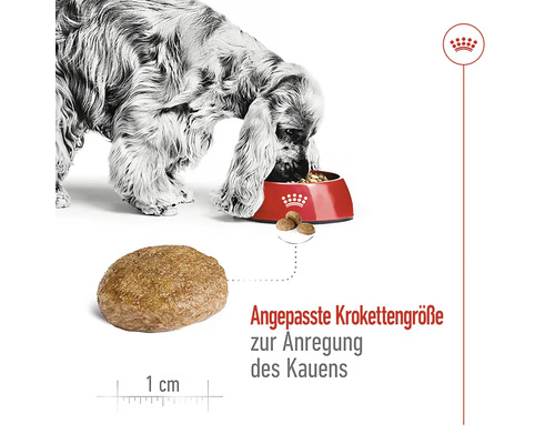 "Hond eet droogvoer uit een kom