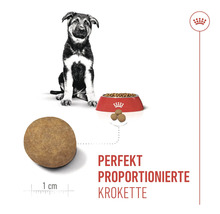 Illustratie van perfect geproportioneerde brok, puppy en voerbak