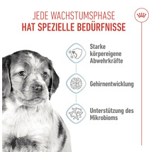 Illustratie met puppy en informatie over sterke natuurlijke weerstand, hersenontwikkeling en ondersteuning van het microbioom