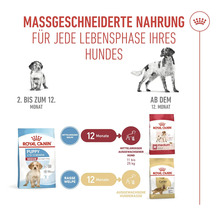 Illustratie van Royal Canin hondenvoeding op maat voor elke levensfase