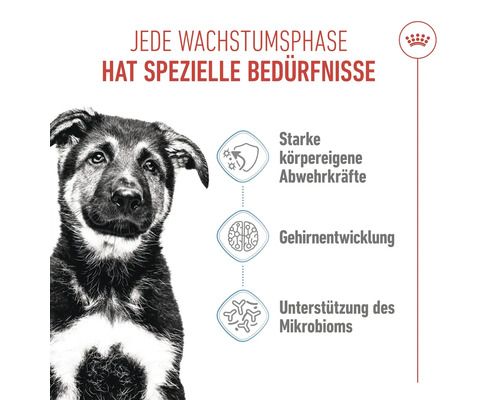 Afbeelding met een puppy die de voordelen benadrukt van sterke natuurlijke afweer, hersenontwikkeling en ondersteuning van het microbioom