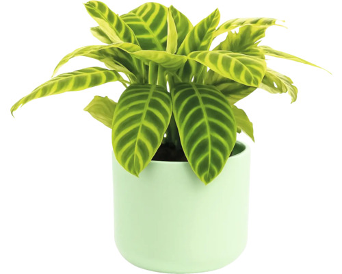 Kamerplant Calathea Zebrina in pot