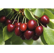 Zoete kersen aan de tak met bladeren