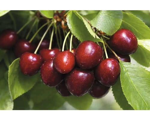 Zoete kersen aan de tak met bladeren