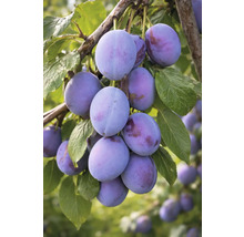 Pruimen aan tak met bladeren