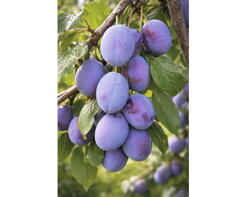 Pruimen aan tak met bladeren