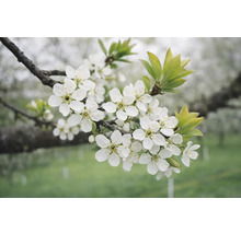 Tak met witte bloemen