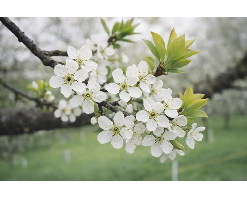 Tak met witte bloemen