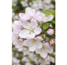 Appelbloesems met bloemblaadjes