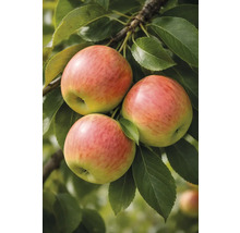 Drie appels aan de tak met groene bladeren