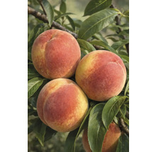 Close-up van perziken aan de boom met bladeren