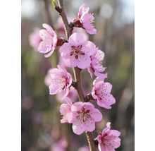 Tak met roze bloemen