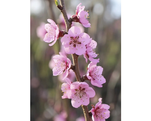 Tak met roze bloemen