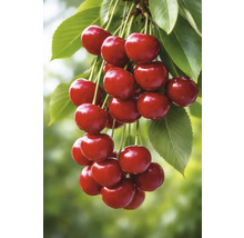 Rijpe kersen met bladeren aan een tak