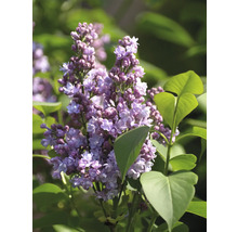 Bloeiende sering in detail