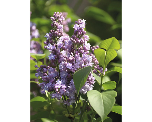 Bloeiende sering in detail