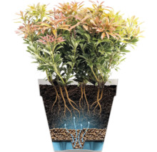 Doorsnede van een plant in een pot met een drainagelaag van hydrokorrels en een waterreservoir. Pijlen tonen de bewatering van onderaf.