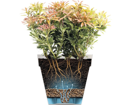 Doorsnede van een plant in een pot met een drainagelaag van hydrokorrels en een waterreservoir. Pijlen tonen de bewatering van onderaf.
