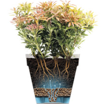 Doorsnede van een plant in pot met weergave van het bewateringssysteem bestaande uit waterreservoir, kleikorrels, aarde en wortels.
