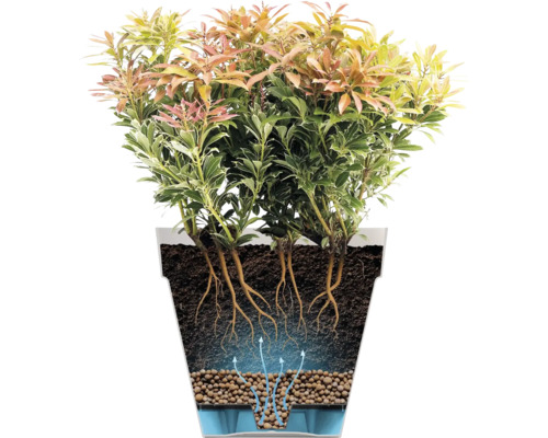 Doorsnede van een plant in pot met weergave van het bewateringssysteem bestaande uit waterreservoir, kleikorrels, aarde en wortels.
