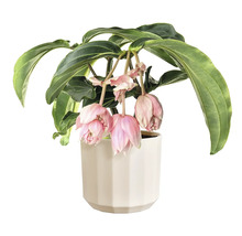 Medinilla magnifica kamerplant in een witte pot met hangende roze bloemen.