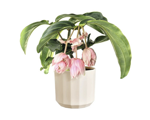 Medinilla magnifica kamerplant in een witte pot met hangende roze bloemen.