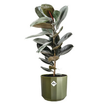 Rubberplant Ficus elastica in een groene elho bloempot met glanzende donkergroene bladeren, elho Logo.