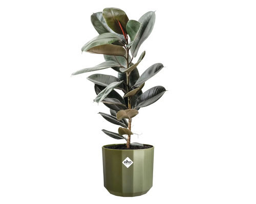 Rubberplant Ficus elastica in een groene elho bloempot met glanzende donkergroene bladeren, elho Logo.