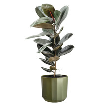 Rubberplant Ficus elastica met glanzende bladeren in een groene bloempot.
