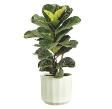 Vioolbladplant Ficus lyrata in een witte, gefacetteerde sierpot.