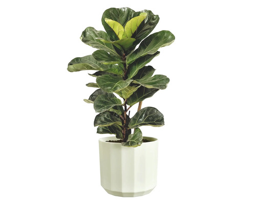 Vioolbladplant Ficus lyrata in een witte, gefacetteerde sierpot.