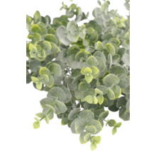 Kunstmatige eucalyptusplant met kleine ronde bladeren.