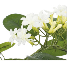 Close-up van een Stephanotis floribunda met witte bloemen en groene bladeren.