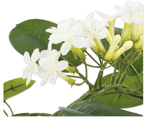 Close-up van een Stephanotis floribunda met witte bloemen en groene bladeren.