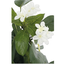 Kunstplant met witte bloemen en groene bladeren