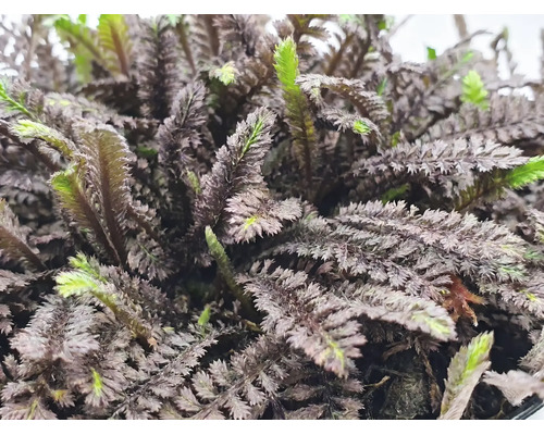 Koperknoopje Leptinella bodembedekker met varenachtige donkere bladeren en groene toppen
