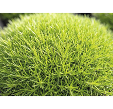 Detailopname van een dichte, kussenvormende groene plant met fijne naaldachtige bladeren, vergelijkbaar met priemvetmuur.