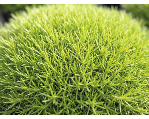 Detailopname van een dichte, kussenvormende groene plant met fijne naaldachtige bladeren, vergelijkbaar met priemvetmuur.