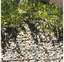 Schanskorf gevuld met lichte stenen en begroeid met groene planten als tuinafscheiding of zichtscherm.